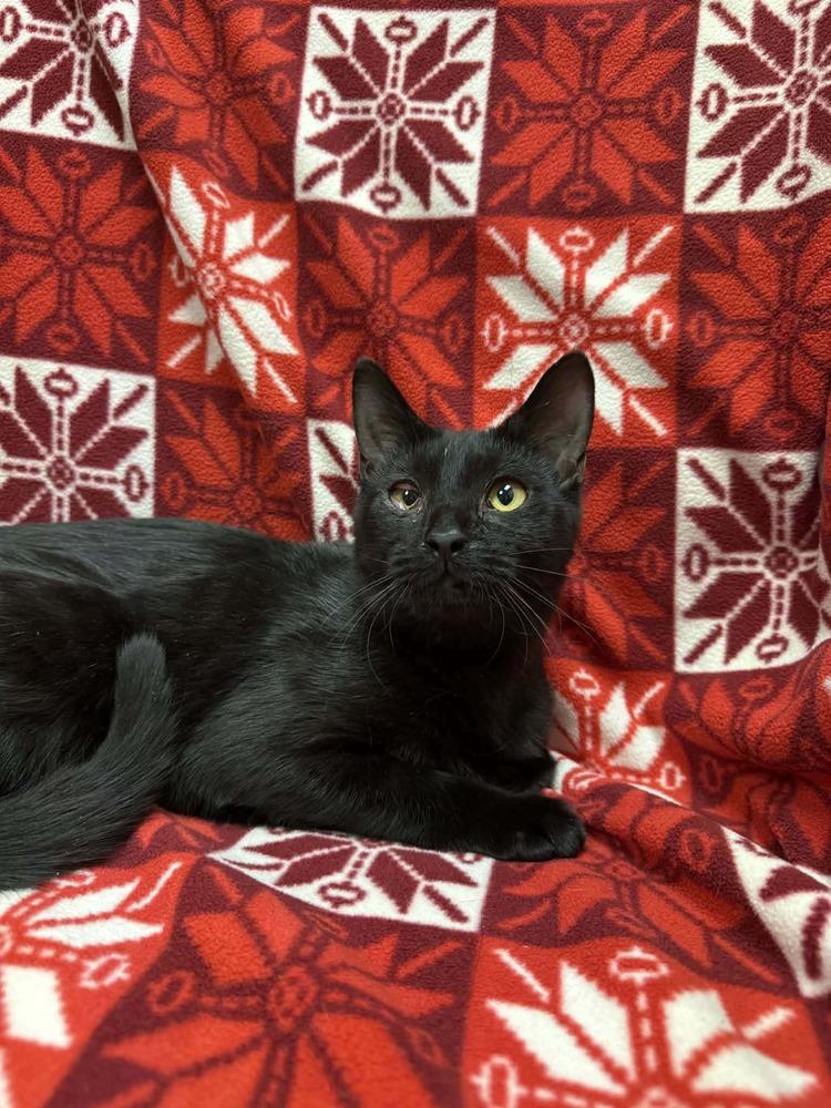 Enlarge Minerva, a Adoptable Domestic Short Hair in Lorain, OH image 6/6