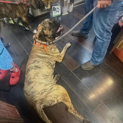 Enlarge Colin, a Adoptable Mastiff in Edmond, OK image 1/6