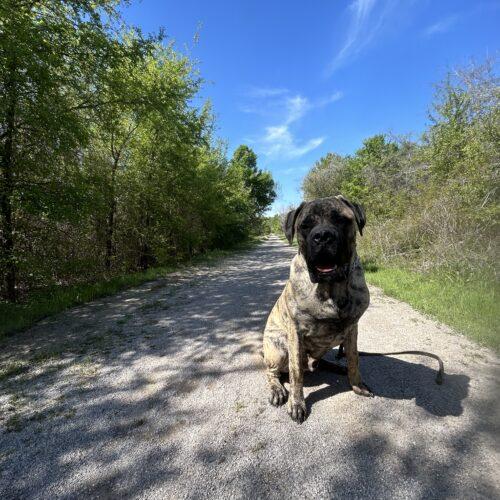 Enlarge Colin, a Adoptable Mastiff in Edmond, OK image 2/6