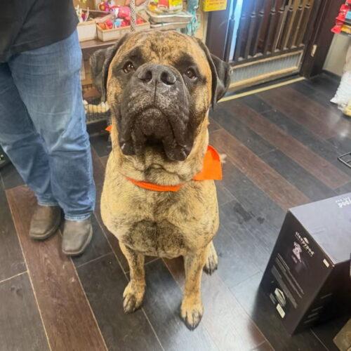 Enlarge Colin, a Adoptable Mastiff in Edmond, OK image 3/6