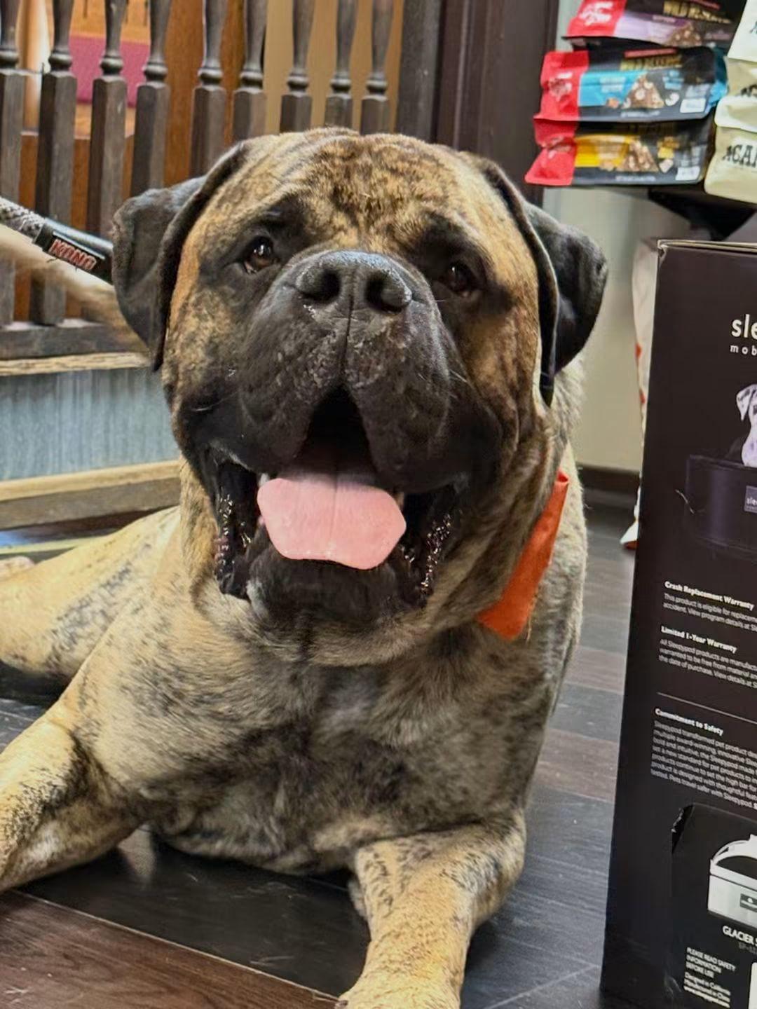 Enlarge Colin, a Adoptable Mastiff in Edmond, OK image 4/6