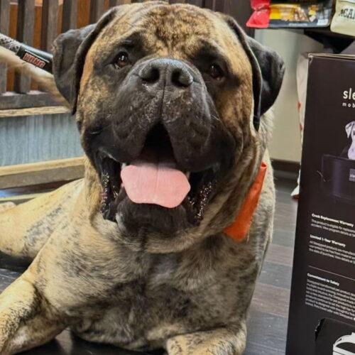 Enlarge Colin, a Adoptable Mastiff in Edmond, OK image 5/6