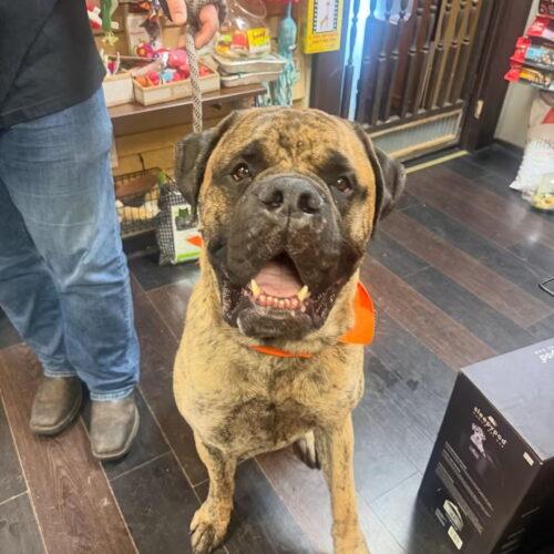 Enlarge Colin, a Adoptable Mastiff in Edmond, OK image 6/6