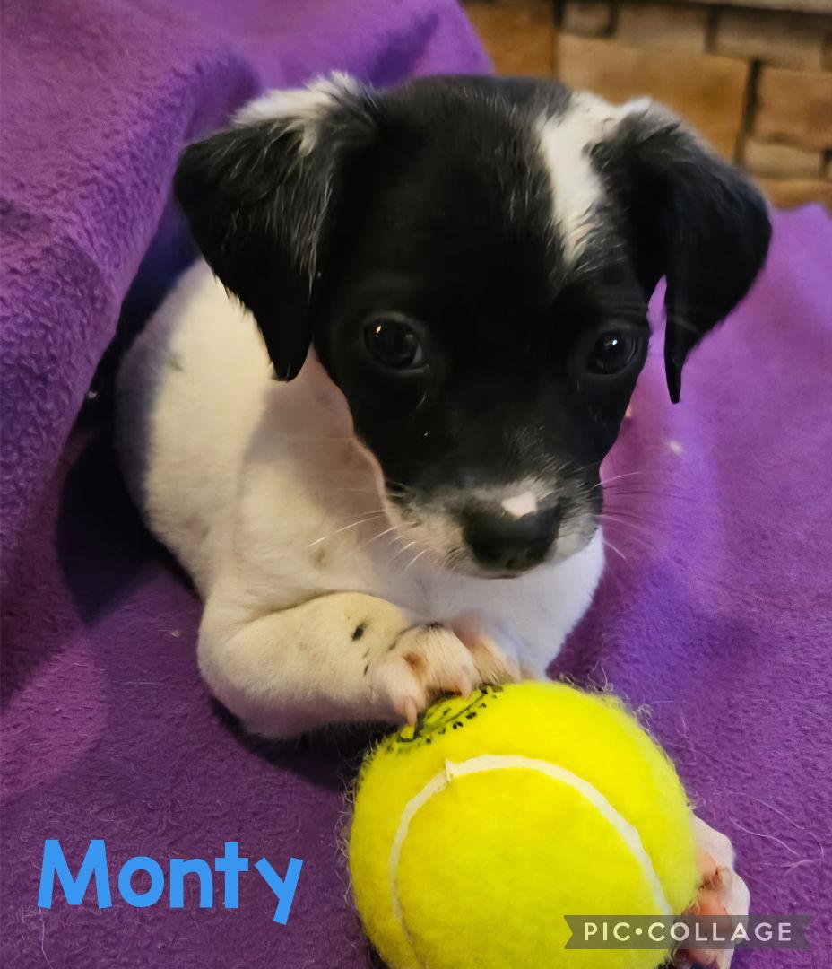 Enlarge Monty, a Adopted Labrador Retriever in Royal Palm Beach, FL image 1/1