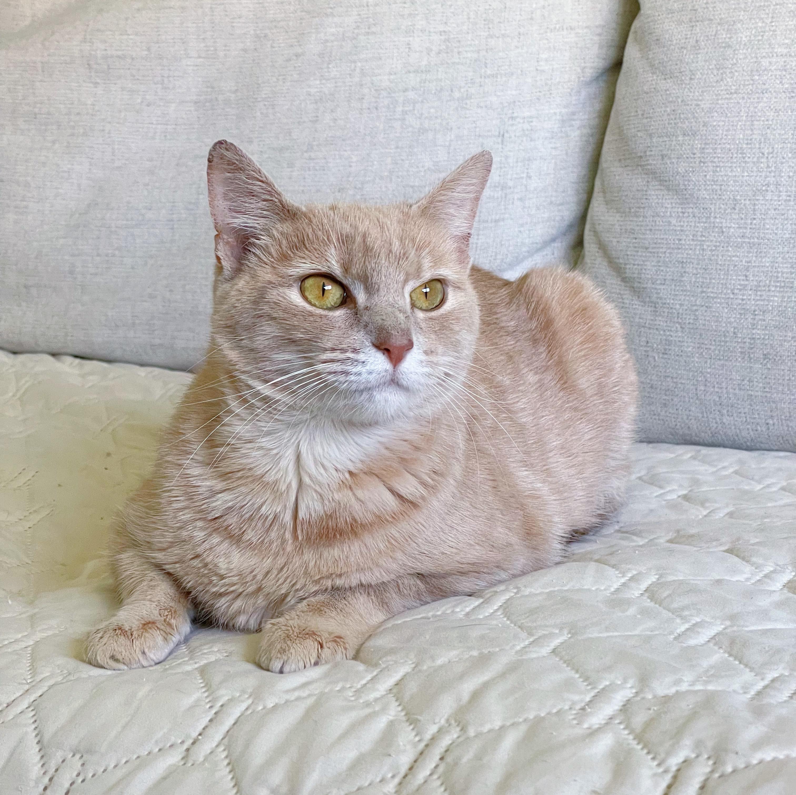 Marge, Adoptable, Adult Female Domestic Short Hair.