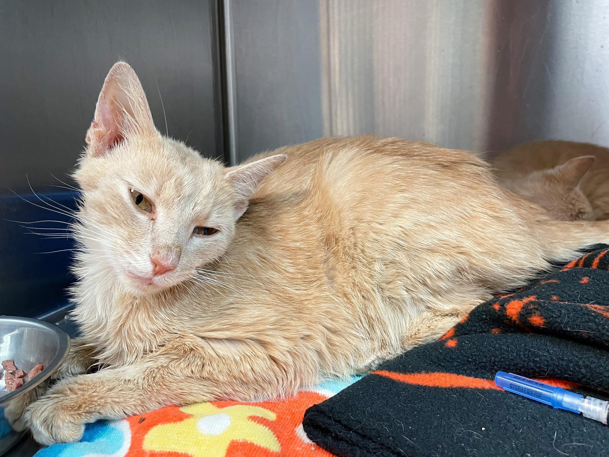 Marge, a Adoptable Domestic Short Hair in Bethel, OH image 3/4