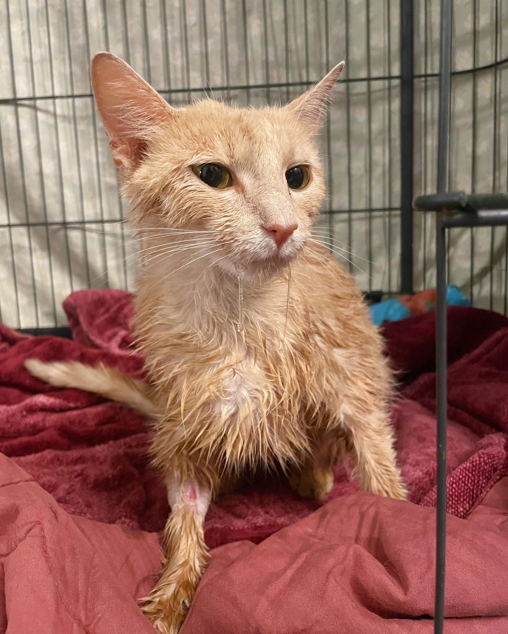 Marge, a Adoptable Domestic Short Hair in Bethel, OH image 4/4