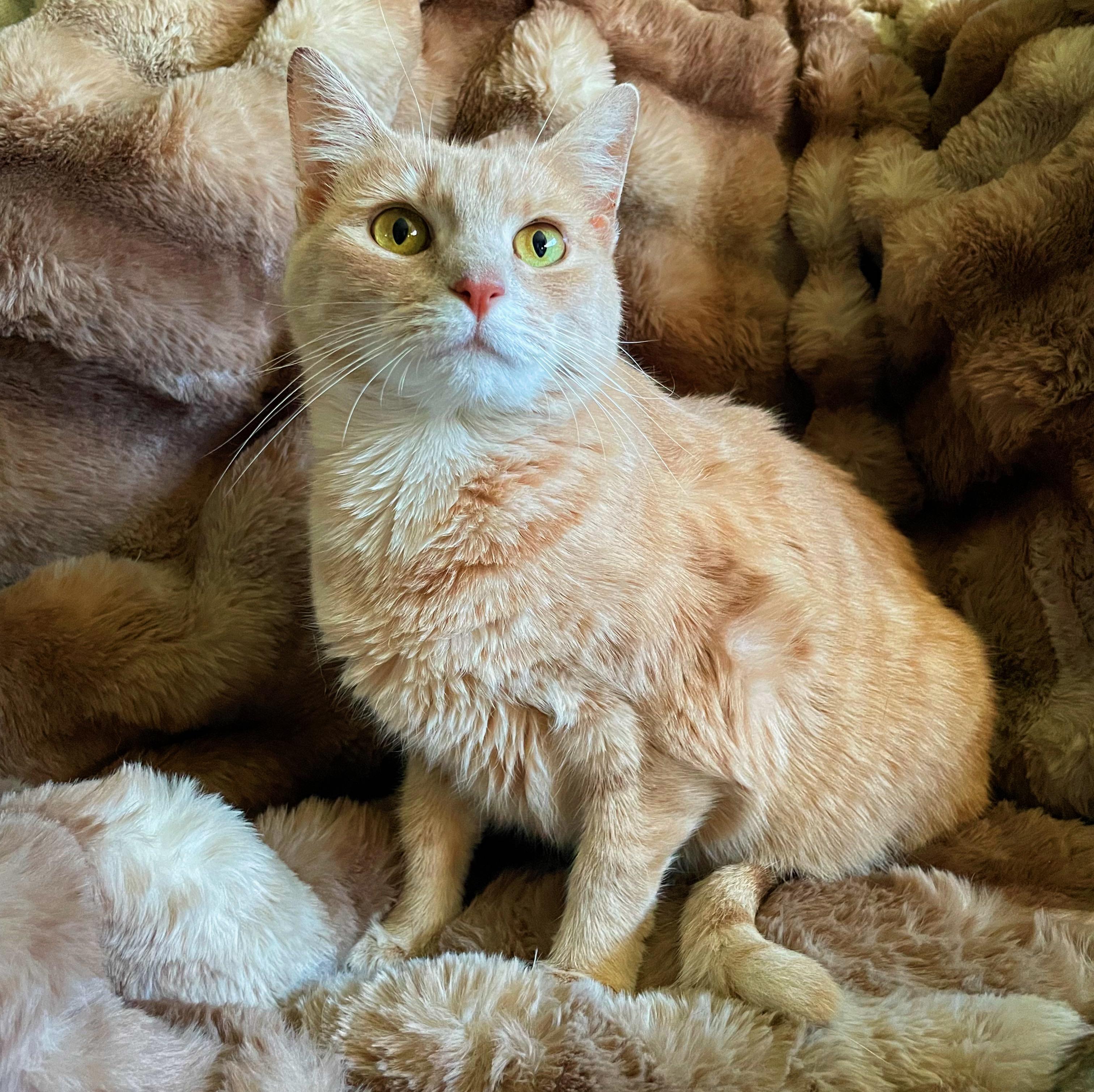 Marge, a Adoptable Domestic Short Hair in Bethel, OH image 1/4