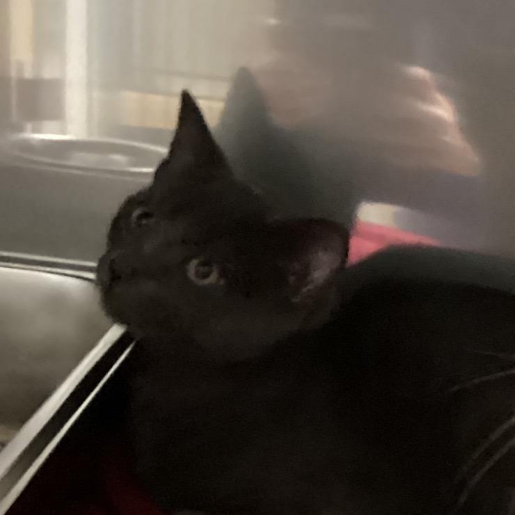 Cinder, Adoptable, Kitten Male Domestic Short Hair.