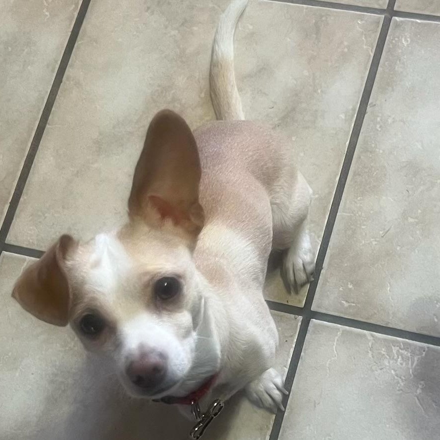 Enlarge Mouse, a ADOPTABLE mixed breed in Henderson, NV image 4/4