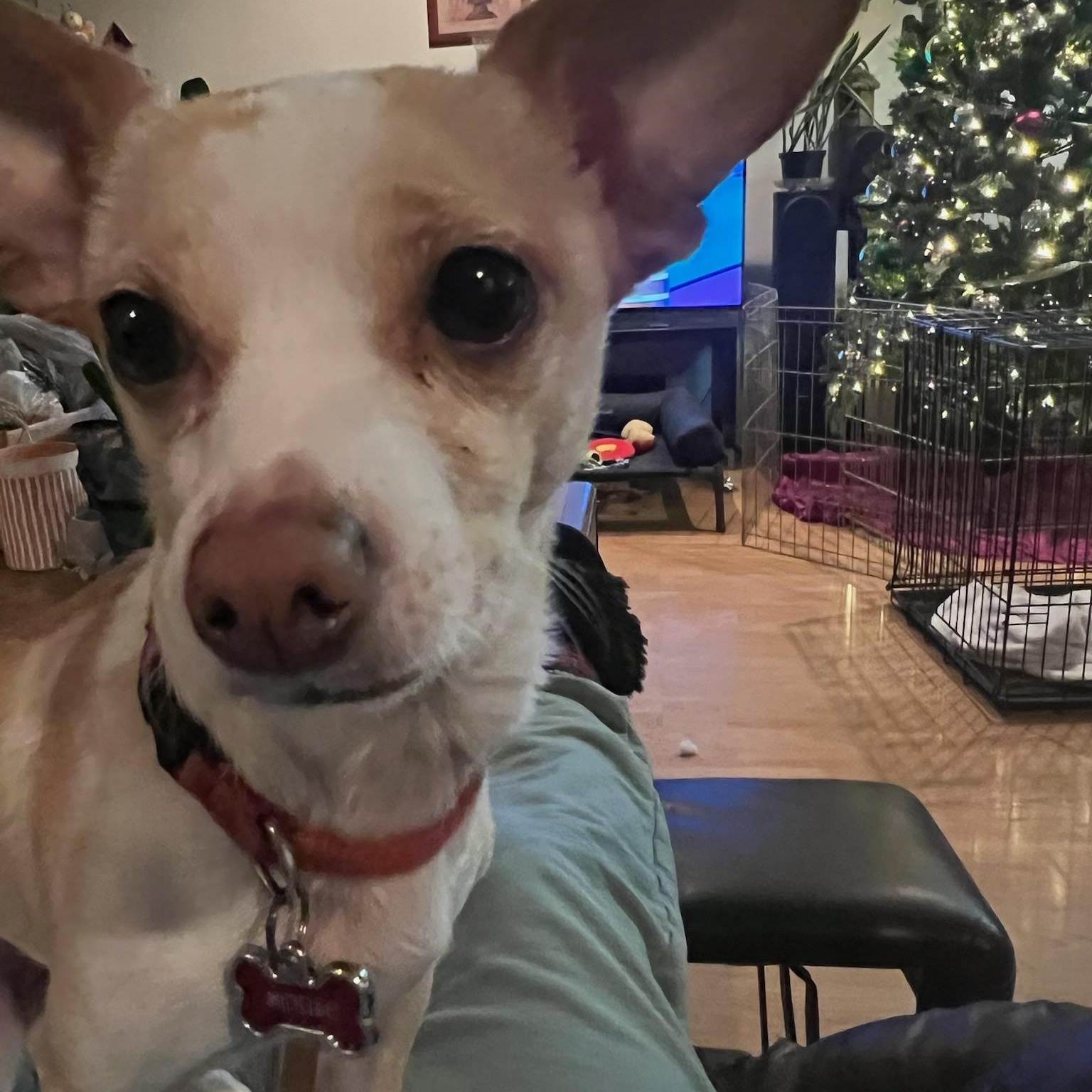 Enlarge Mouse, a ADOPTABLE mixed breed in Henderson, NV image 2/4