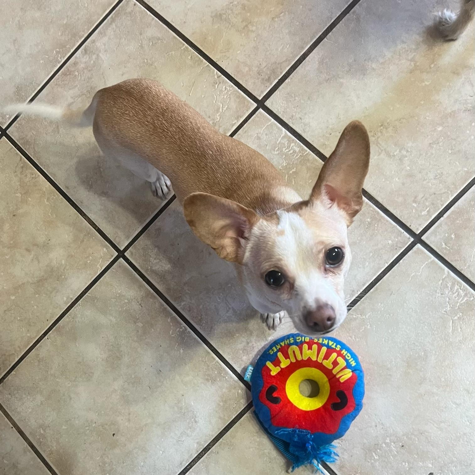 Mouse, ADOPTABLE, Adult Male Chihuahua.