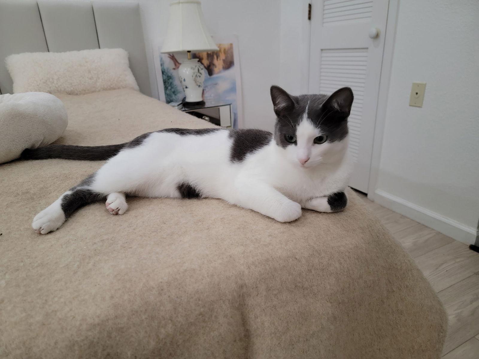 Enlarge Ollie, a Adopted Domestic Short Hair in Walnut Creek, CA image 1/1