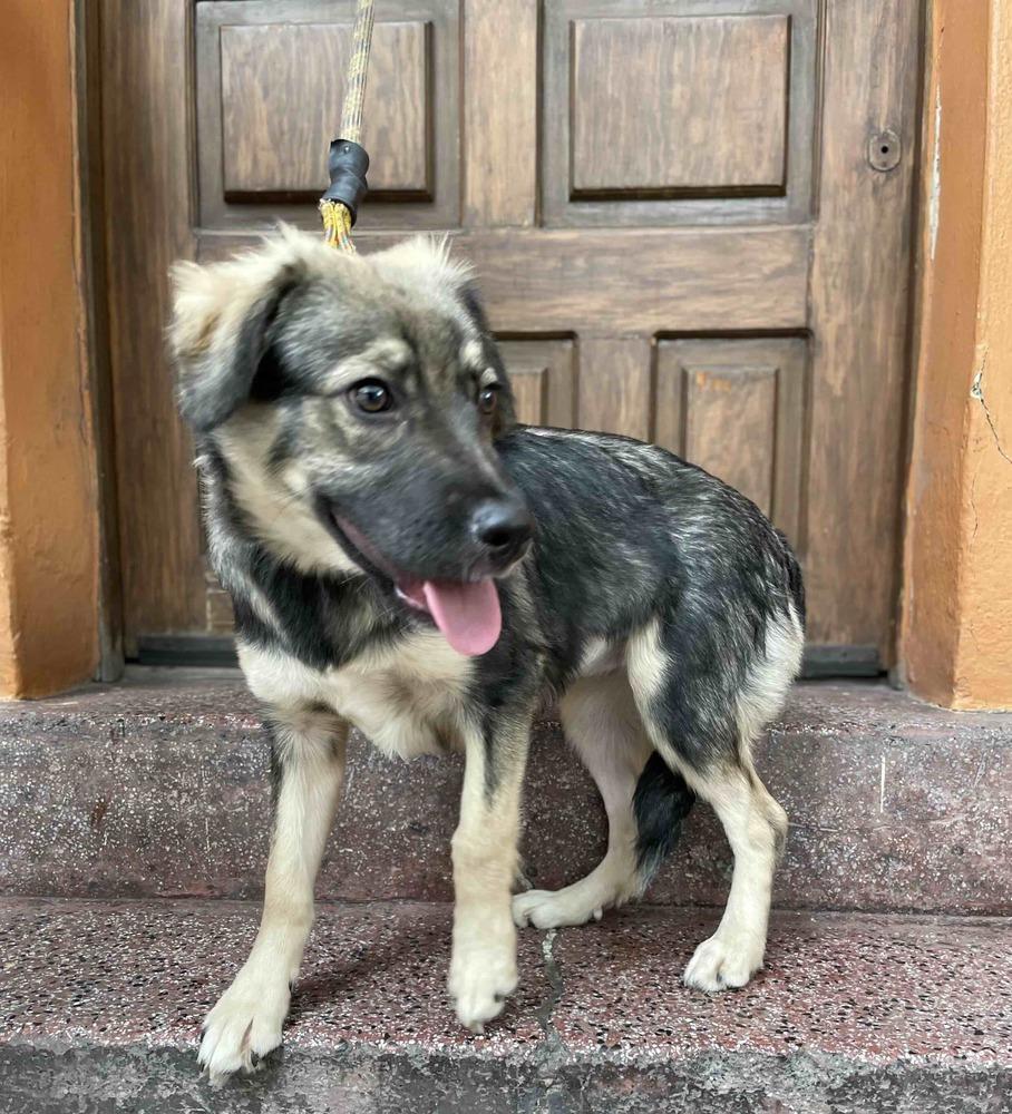 BRUNA, Adoptable, Puppy Female Shepherd.