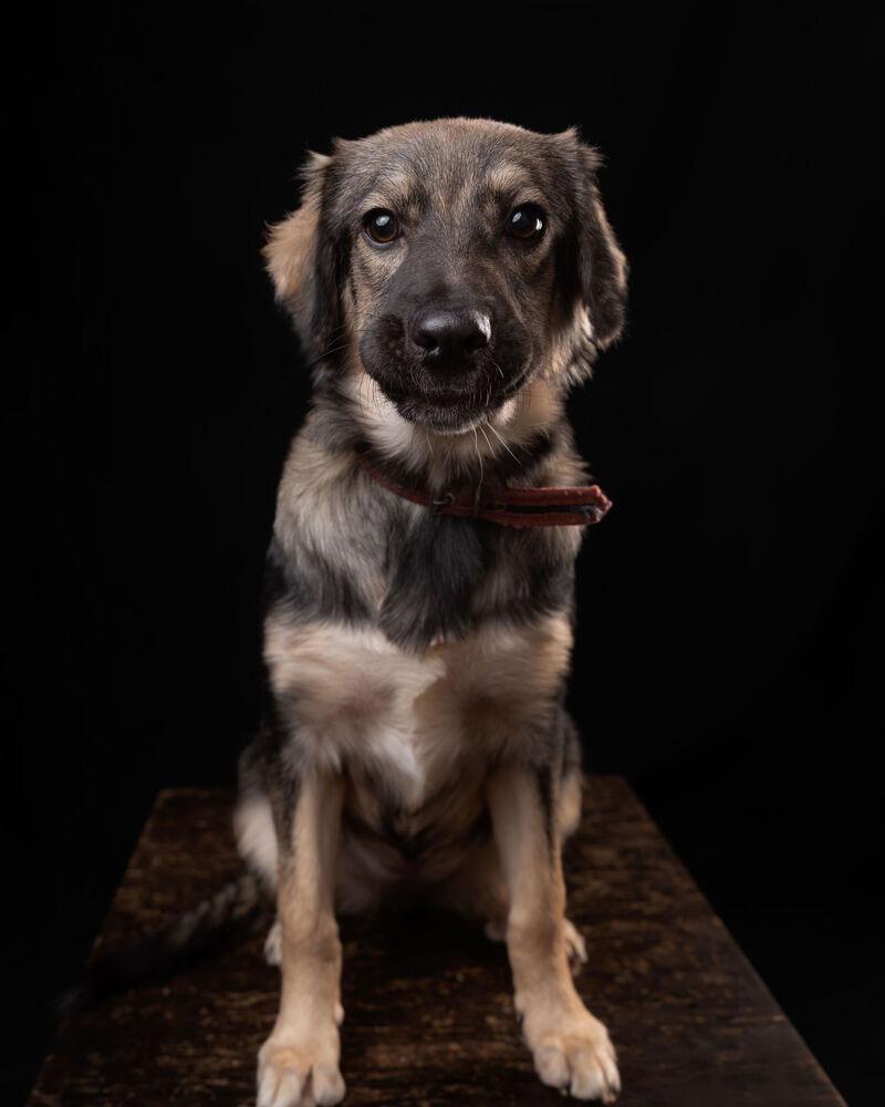 Enlarge BRUNA, a Adoptable mixed breed in Langley, BC image 2/6