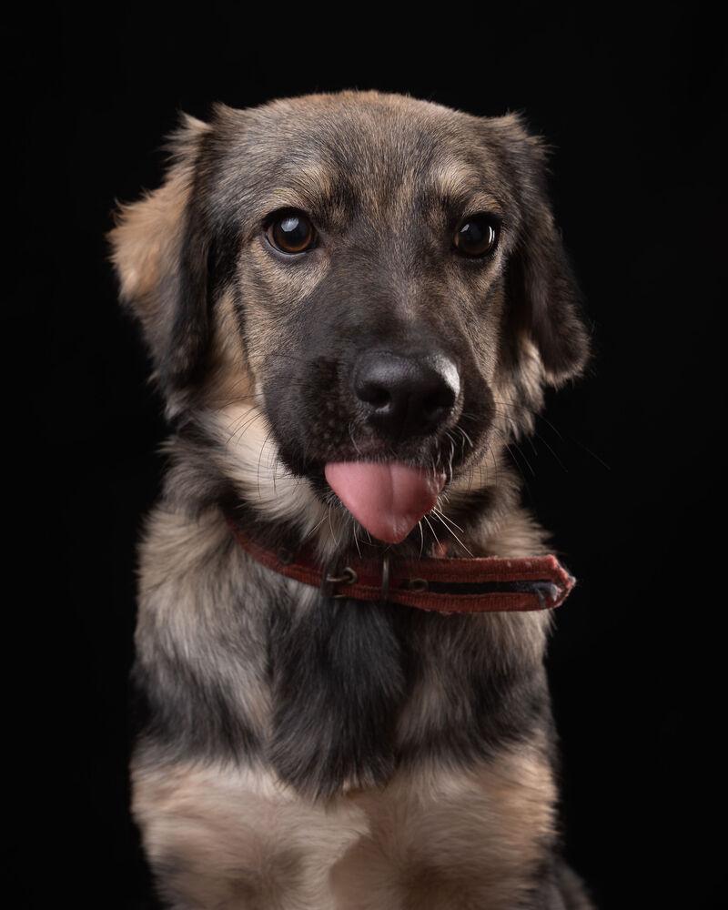 Enlarge BRUNA, a Adoptable mixed breed in Langley, BC image 3/6