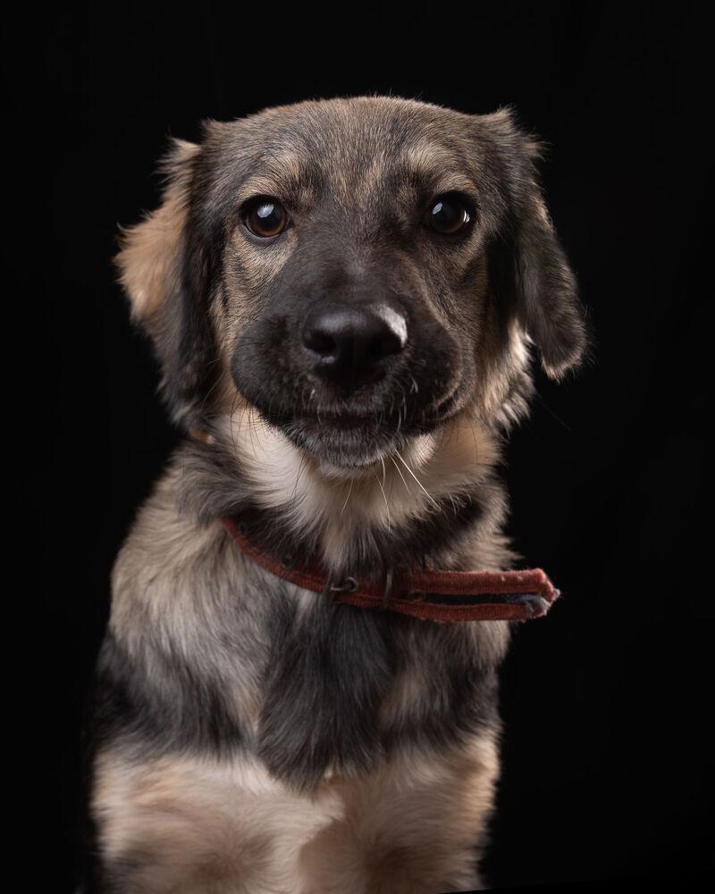 Enlarge BRUNA, a Adoptable mixed breed in Langley, BC image 4/6