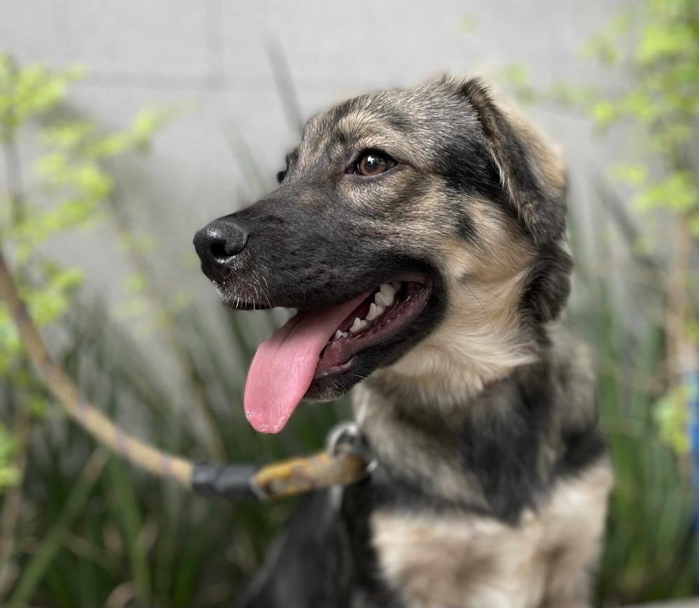 Enlarge BRUNA, a Adoptable mixed breed in Langley, BC image 5/6