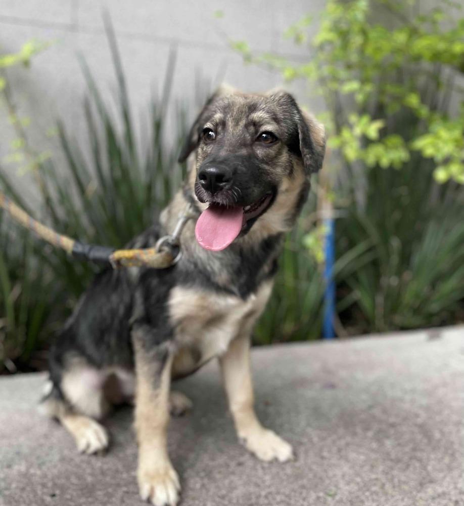 Enlarge BRUNA, a Adoptable mixed breed in Langley, BC image 6/6