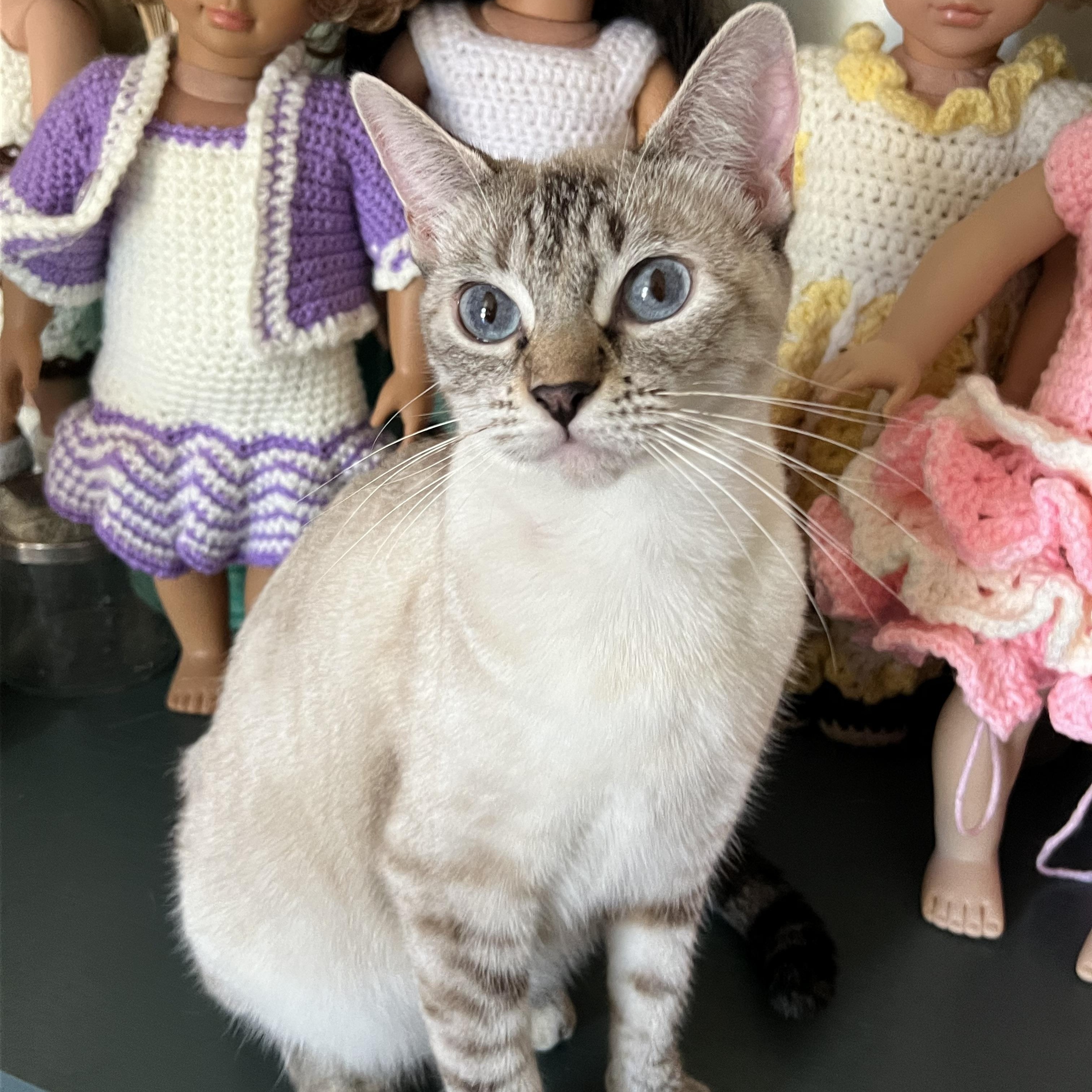 Kiki , Adoptable, Adult Female Domestic Short Hair & Siamese.