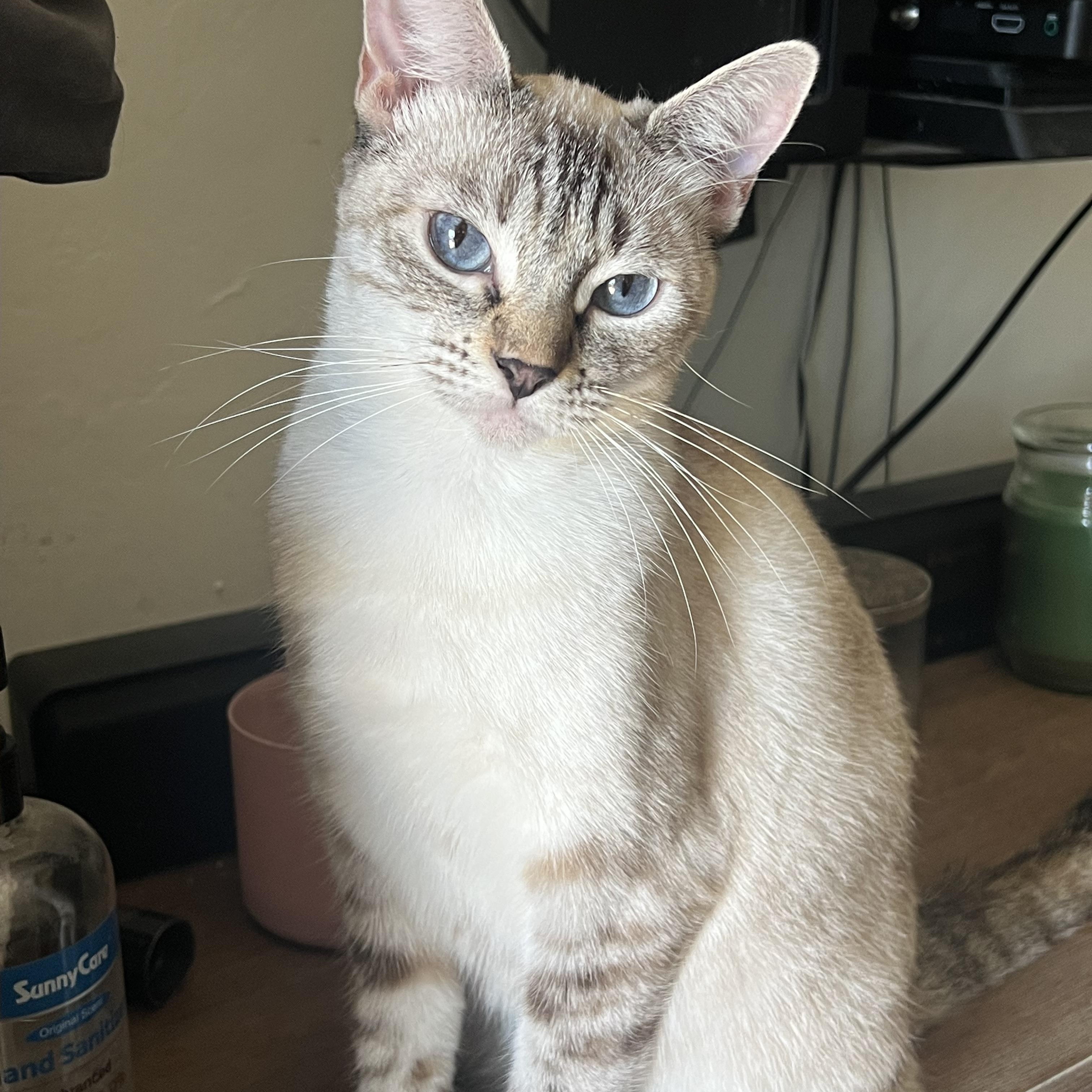 Kiki , a Adoptable mixed breed in San Jose, CA image 4/5