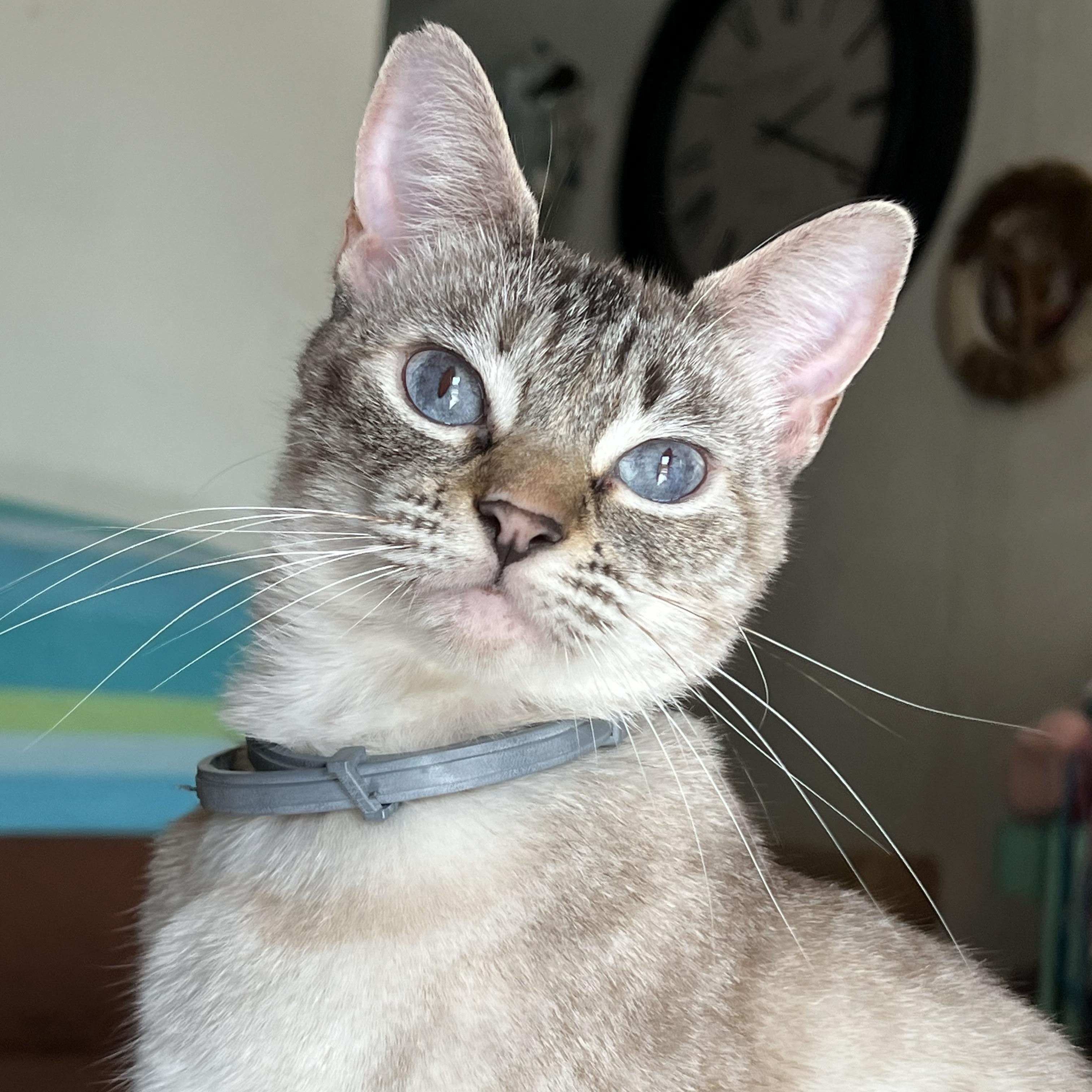Kiki , a Adoptable mixed breed in San Jose, CA image 5/5