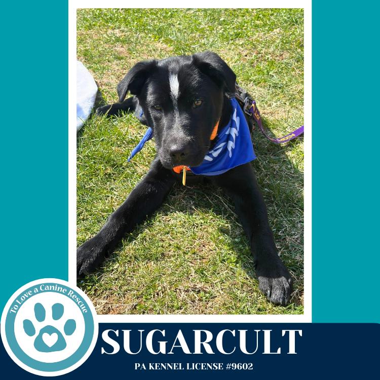 Sugarcult (Ellie May's Warped Tour Setlist), Adoptable, Puppy Male Labrador Retriever & Border Collie.