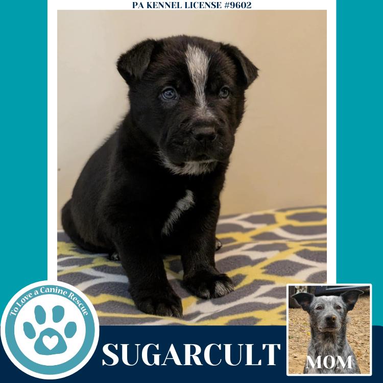 Sugarcult (Ellie May's Warped Tour Setlist), Adoptable, Puppy Male Australian Cattle Dog / Blue Heeler & Australian Cattle Dog / Blue Heeler.