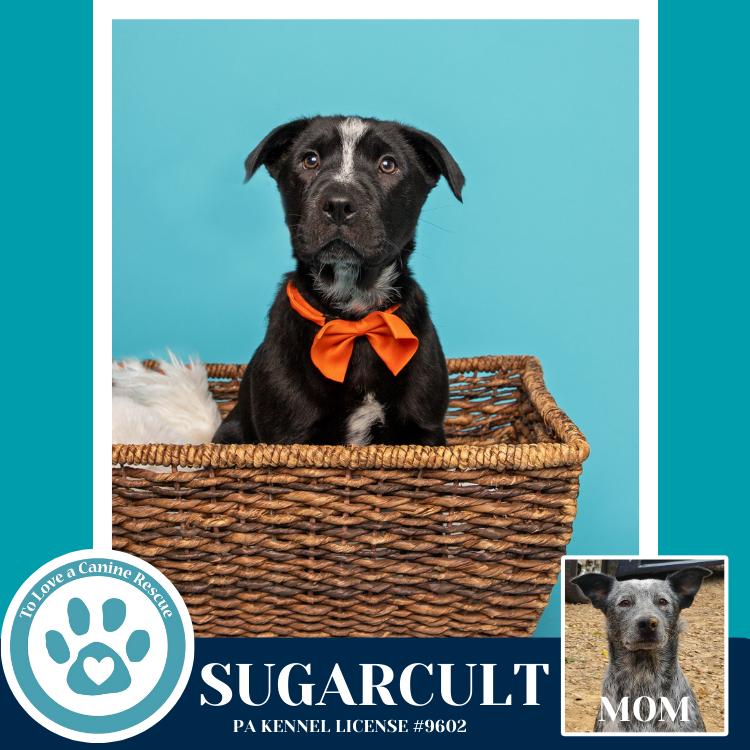 Enlarge Sugarcult (Ellie May's Warped Tour Setlist), a Adoptable mixed breed in Kimberton, PA image 3/6