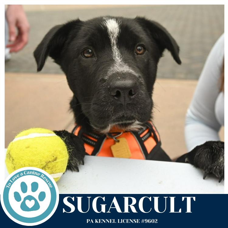 Enlarge Sugarcult (Ellie May's Warped Tour Setlist), a Adoptable mixed breed in Kimberton, PA image 4/6