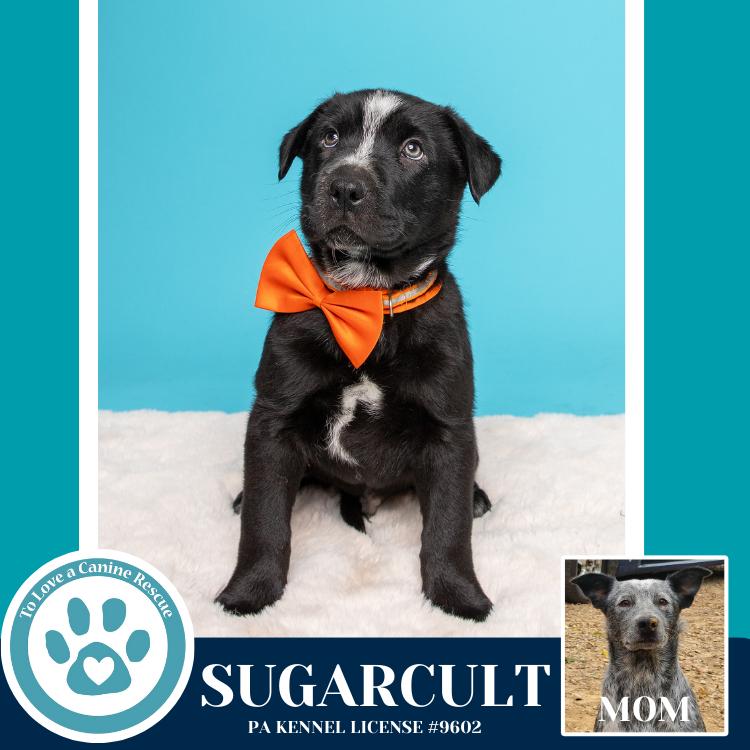 Enlarge Sugarcult (Ellie May's Warped Tour Setlist), a Adoptable mixed breed in Kimberton, PA image 2/5