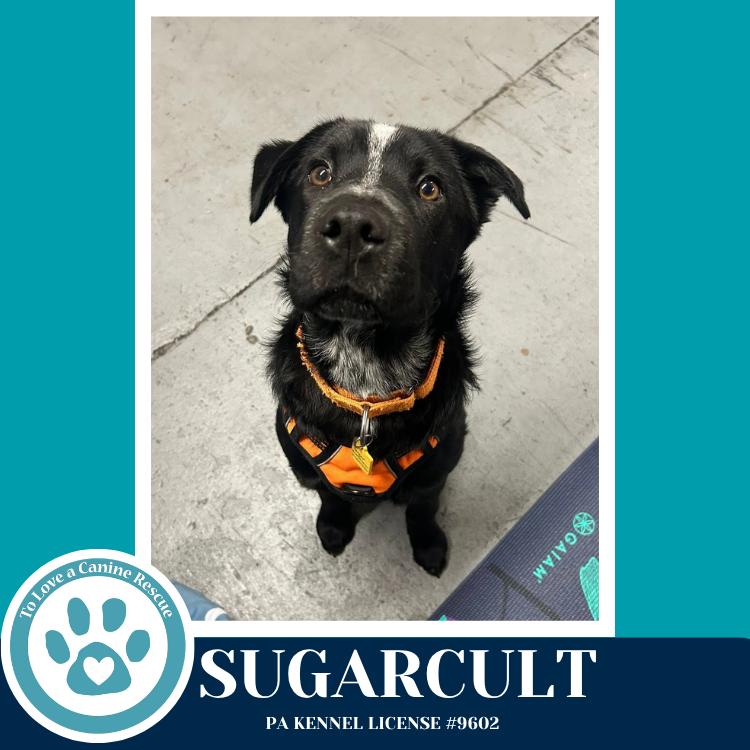 Enlarge Sugarcult (Ellie May's Warped Tour Setlist), a Adoptable mixed breed in Kimberton, PA image 5/6