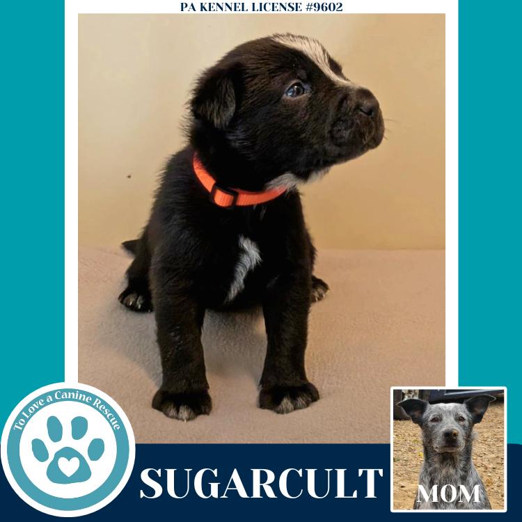 Enlarge Sugarcult (Ellie May's Warped Tour Setlist), a Adoptable mixed breed in Kimberton, PA image 4/5