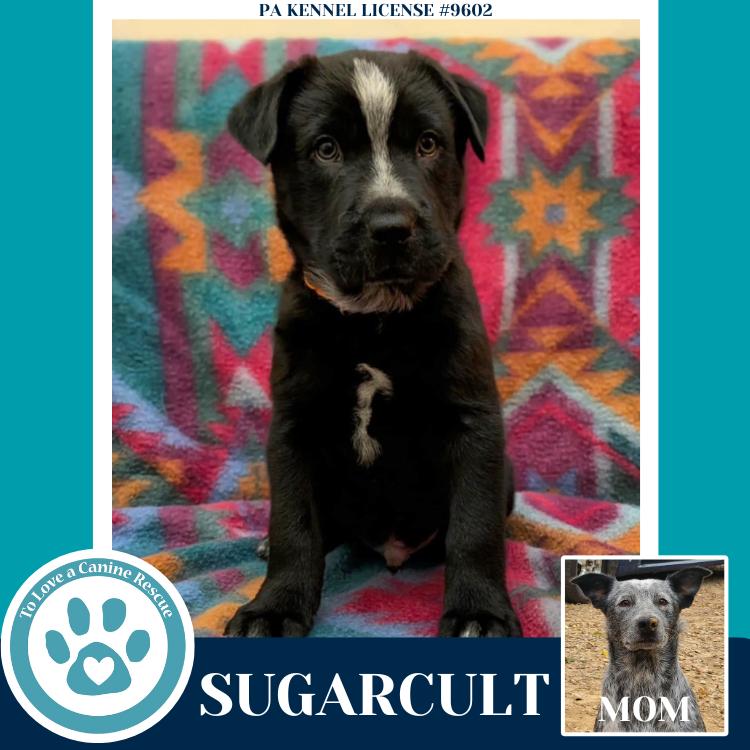 Enlarge Sugarcult (Ellie May's Warped Tour Setlist), a Adoptable mixed breed in Kimberton, PA image 5/5