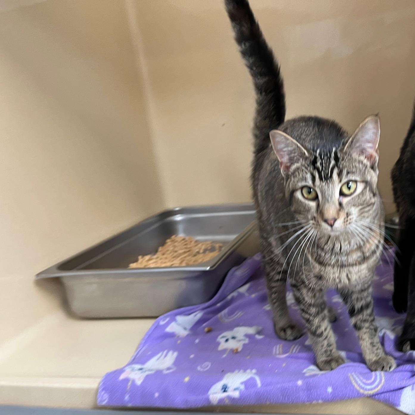 Enlarge Charmain, a Adoptable mixed breed in Clarksville, VA image 6/6