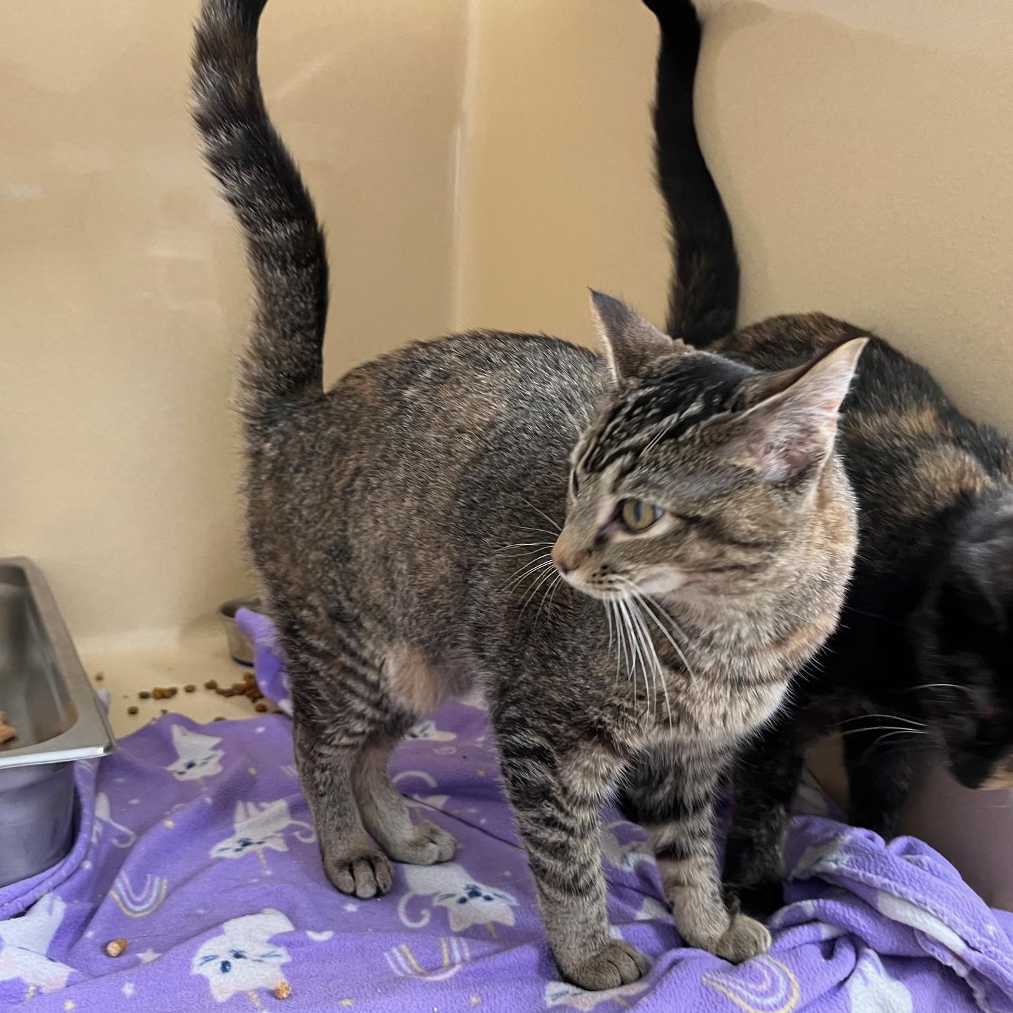Enlarge Charmain, a Adoptable mixed breed in Clarksville, VA image 5/6