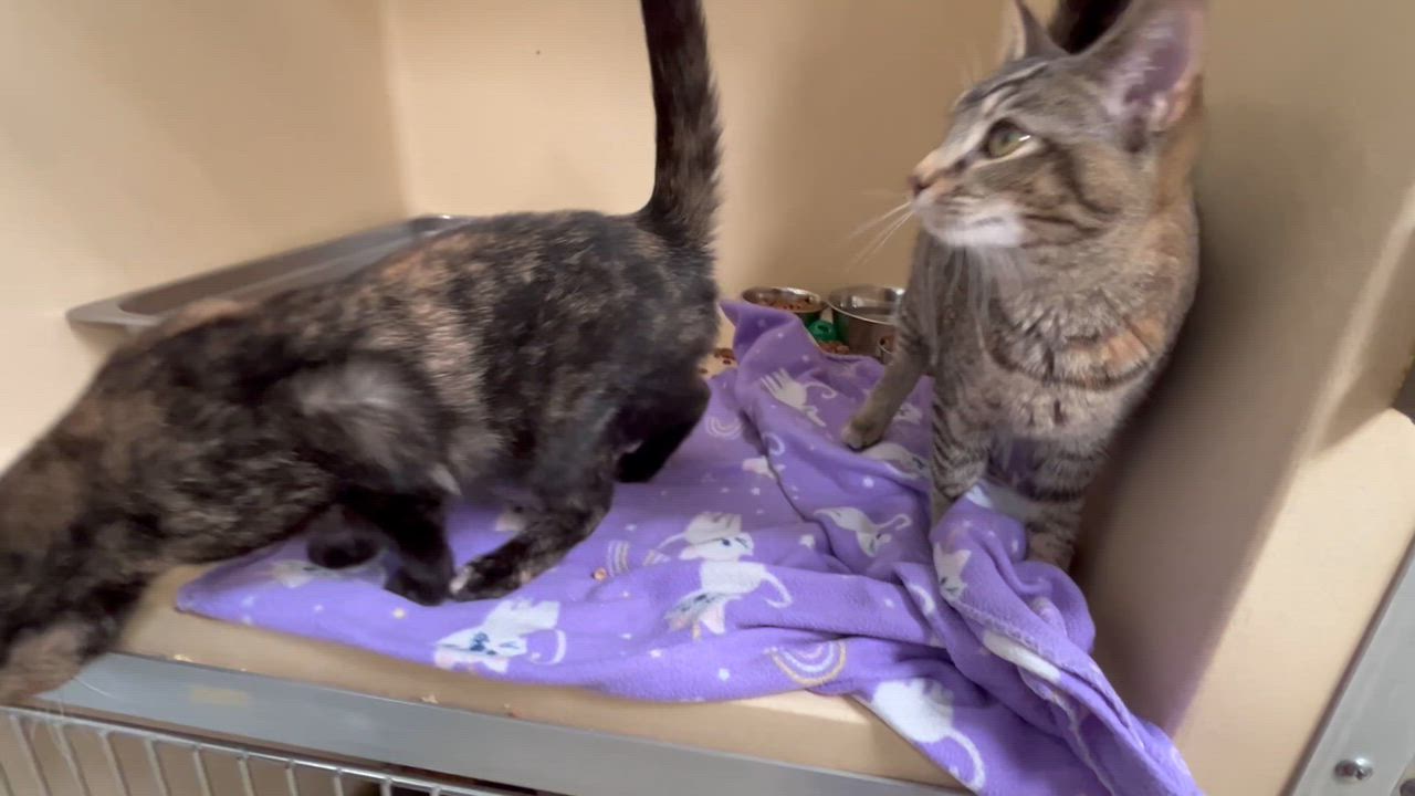 Enlarge Charmain, a Adoptable mixed breed in Clarksville, VA video 3/6