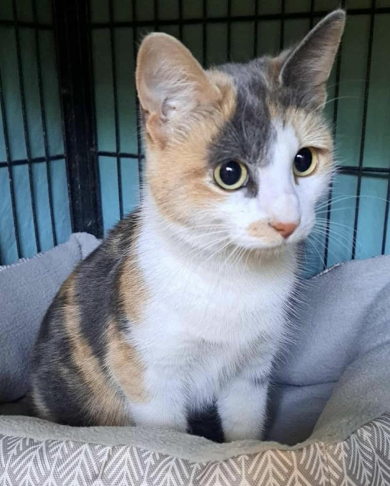 Enlarge Freya May, a Adopted Calico in Fremont, NE image 1/1