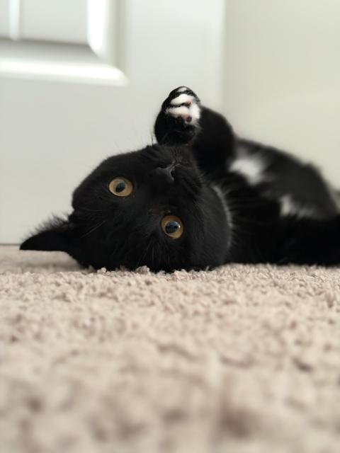 Nyx (In Foster), a Adoptable Domestic Short Hair in Sanford, NC image 1/3