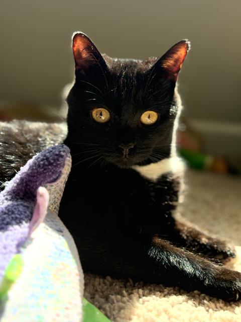 Nyx (In Foster), a Adoptable Domestic Short Hair in Sanford, NC image 2/3