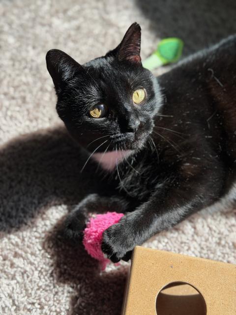 Nyx (In Foster), a Adoptable Domestic Short Hair in Sanford, NC image 3/3
