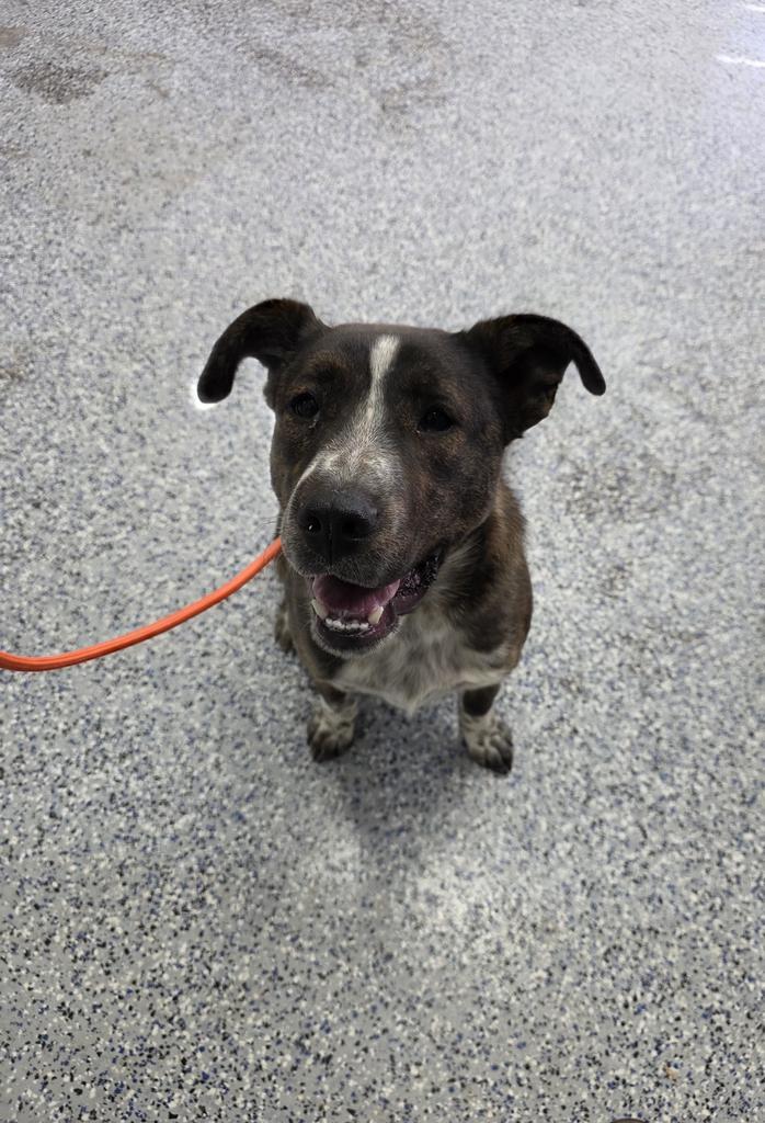 Hunk, Adoptable, Young Male Mixed Breed.