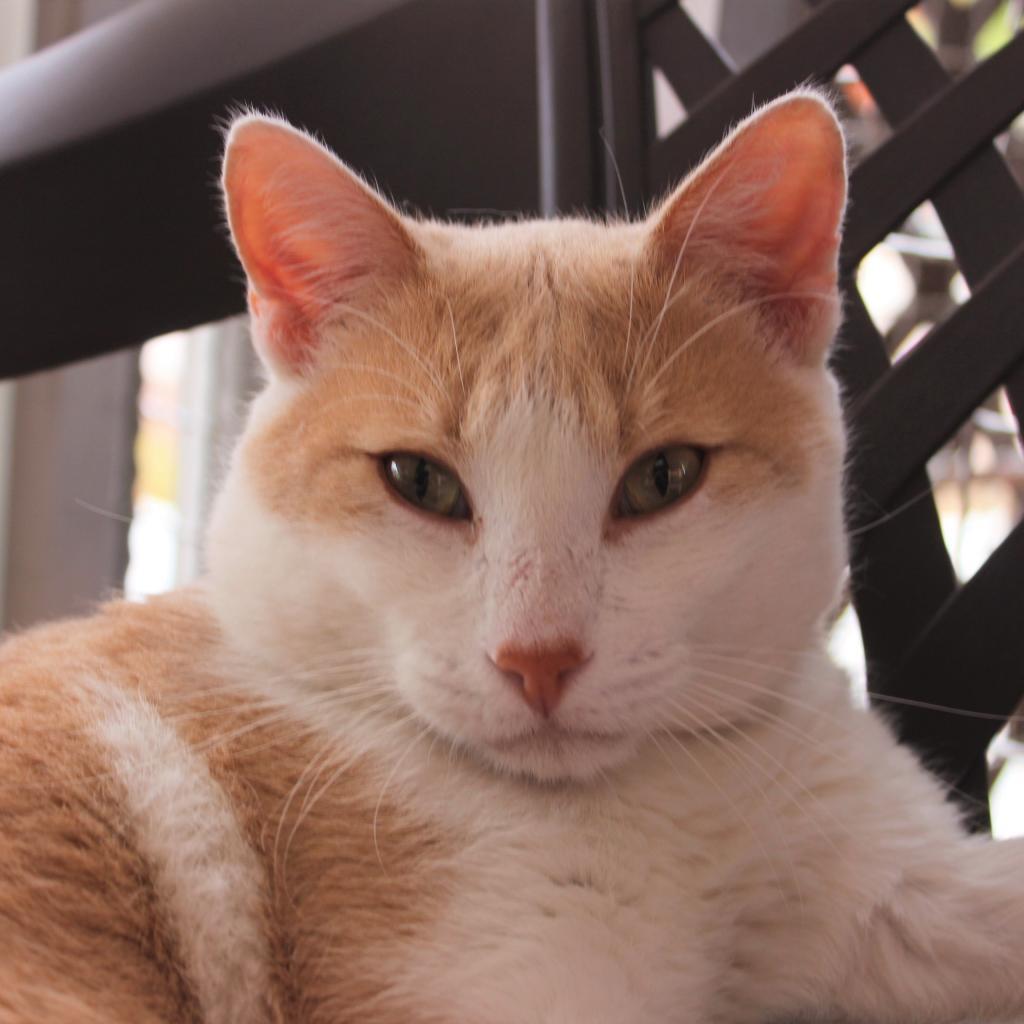 King Augeas — thumbnail 3