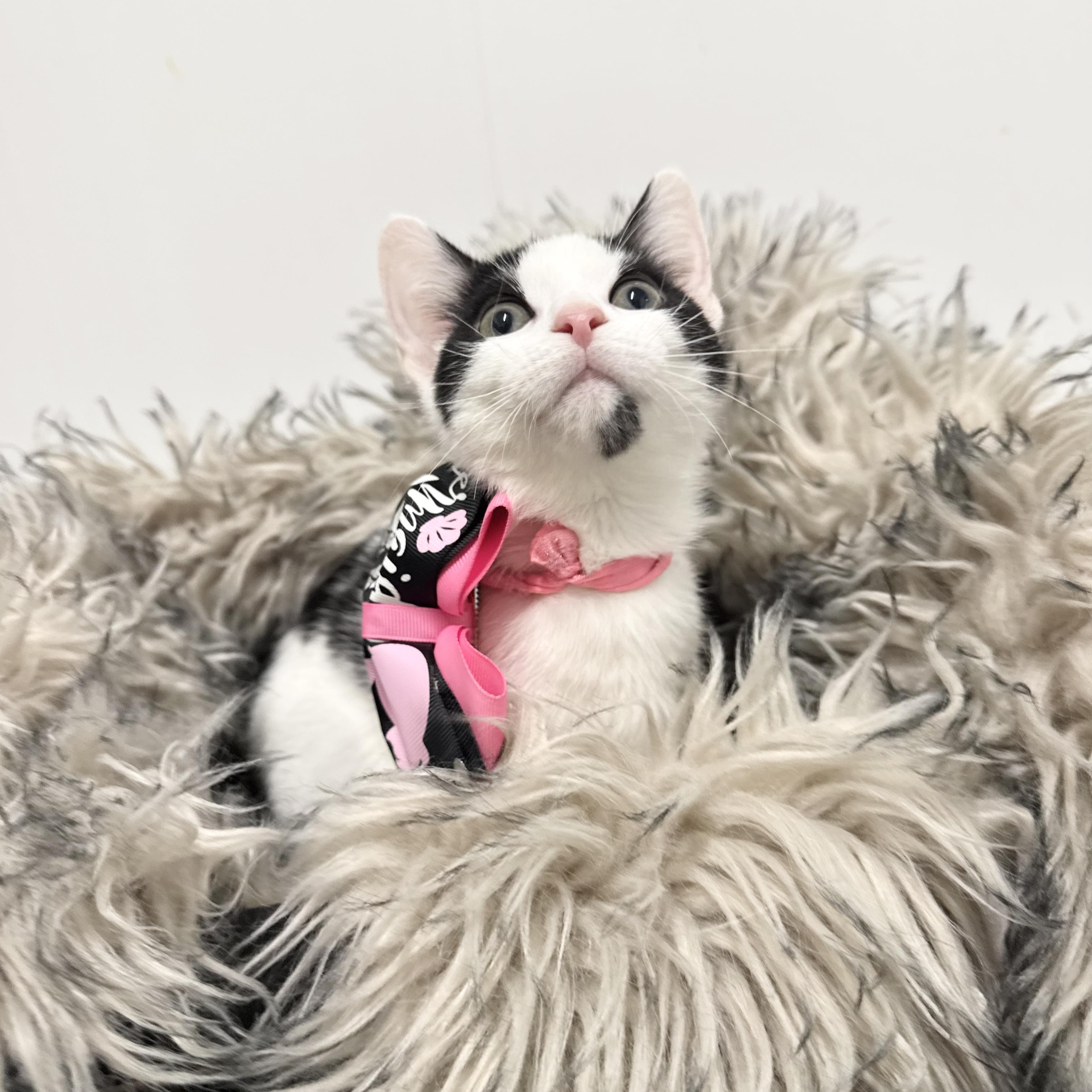 Enlarge Sweet Janice, a ADOPTABLE Domestic Short Hair in West Hartford , CT image 5/6