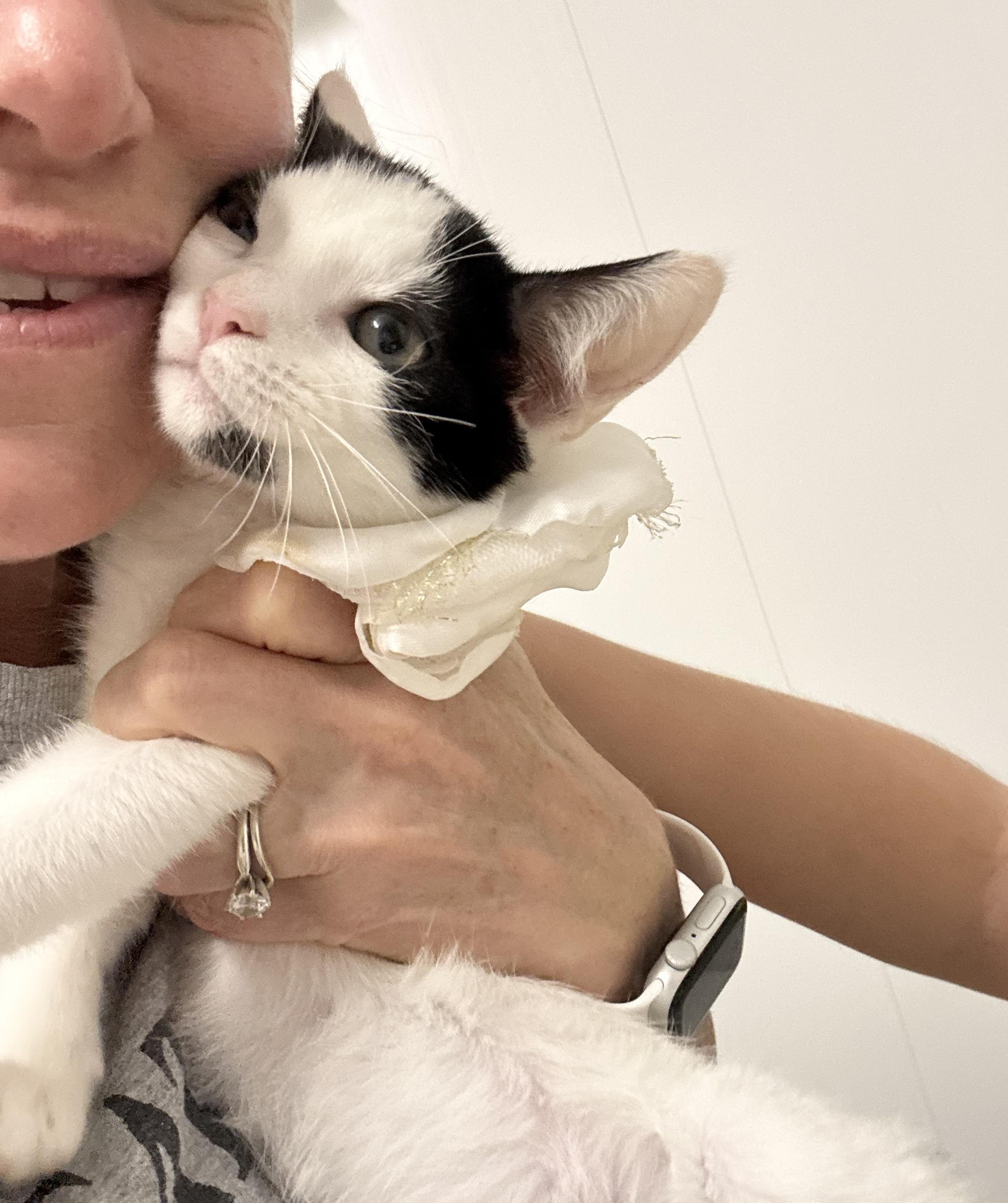 Enlarge Sweet Janice, a ADOPTABLE Domestic Short Hair in West Hartford , CT image 4/6