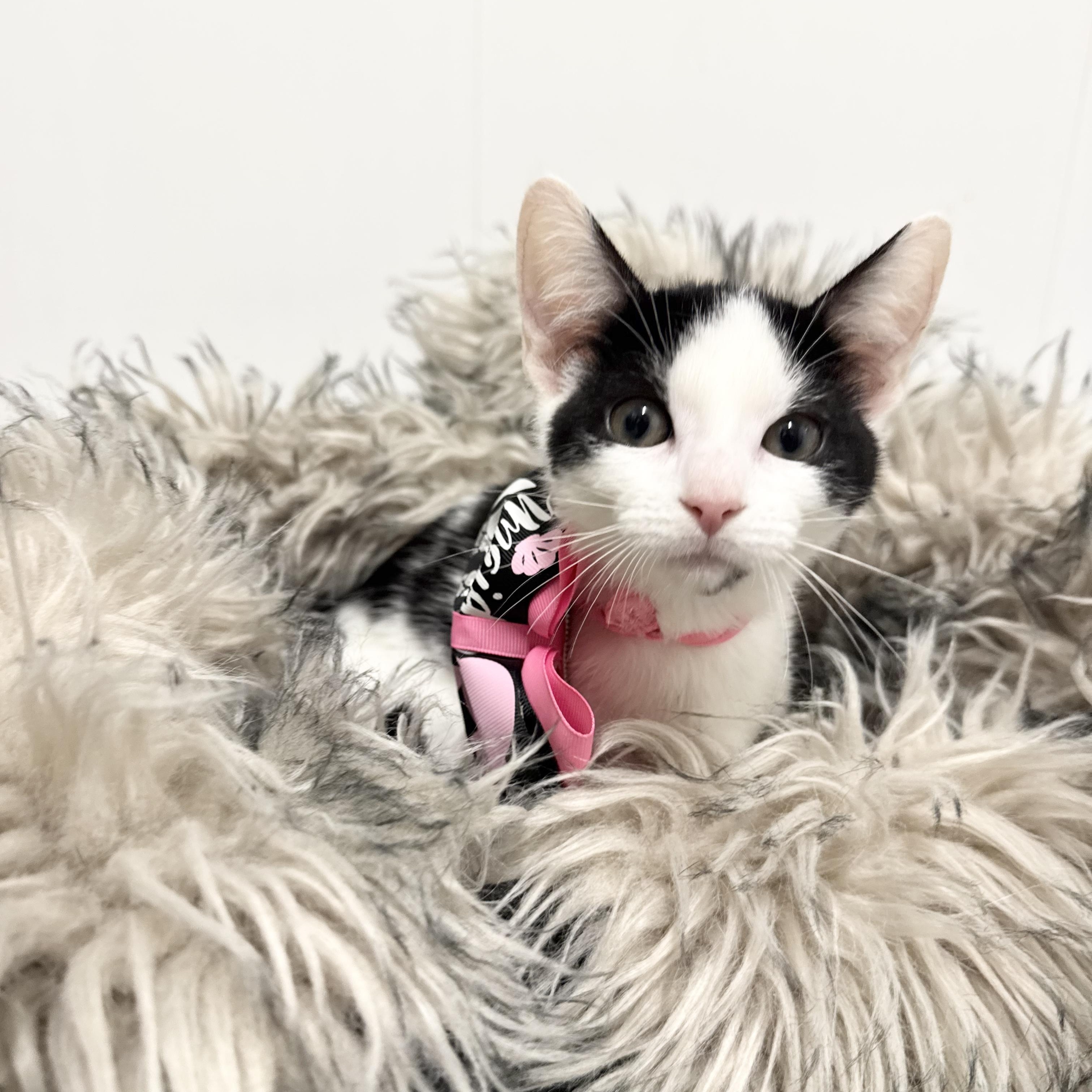 Enlarge Sweet Janice, a ADOPTABLE Domestic Short Hair in West Hartford , CT image 6/6