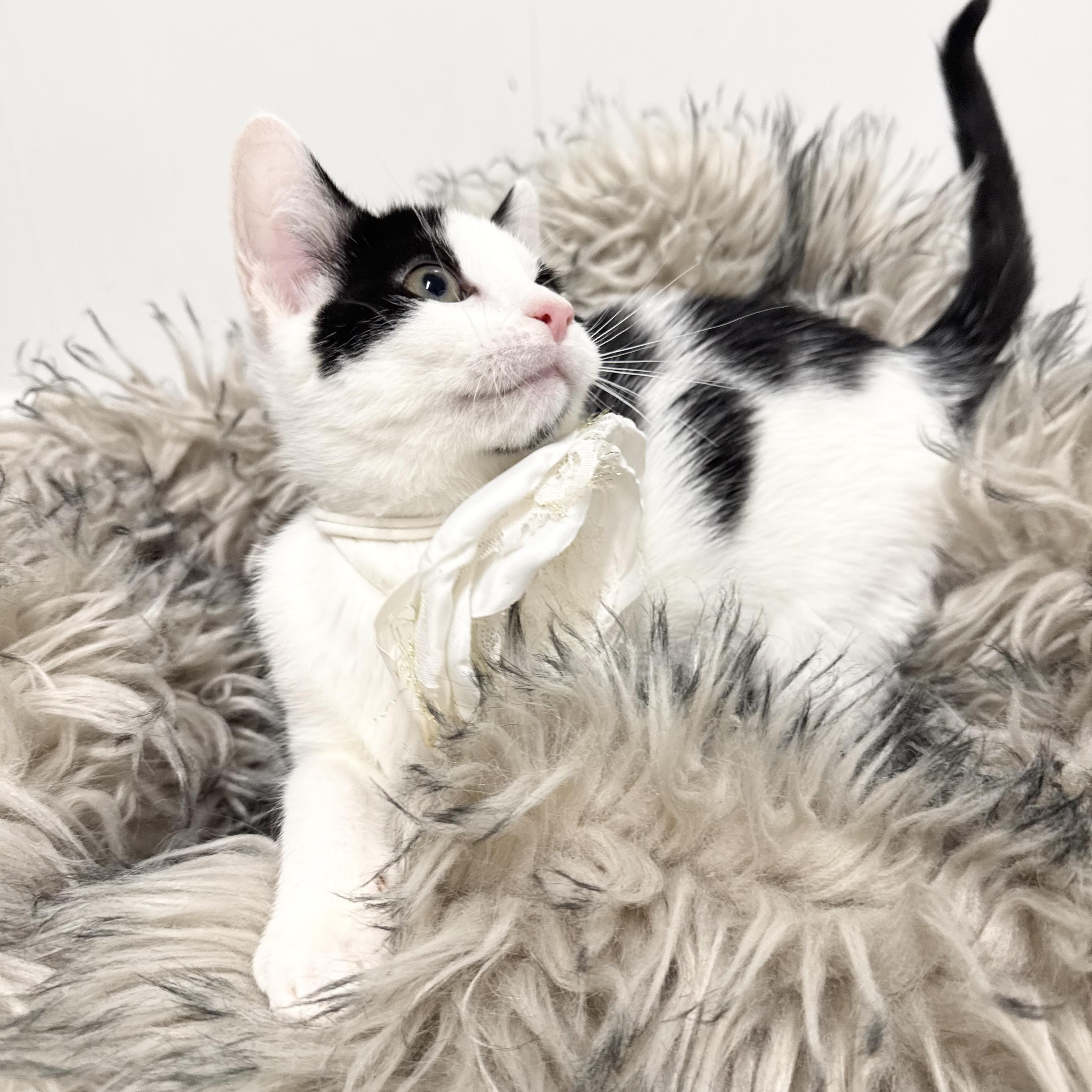 Enlarge Sweet Janice, a ADOPTABLE Domestic Short Hair in West Hartford , CT image 2/6