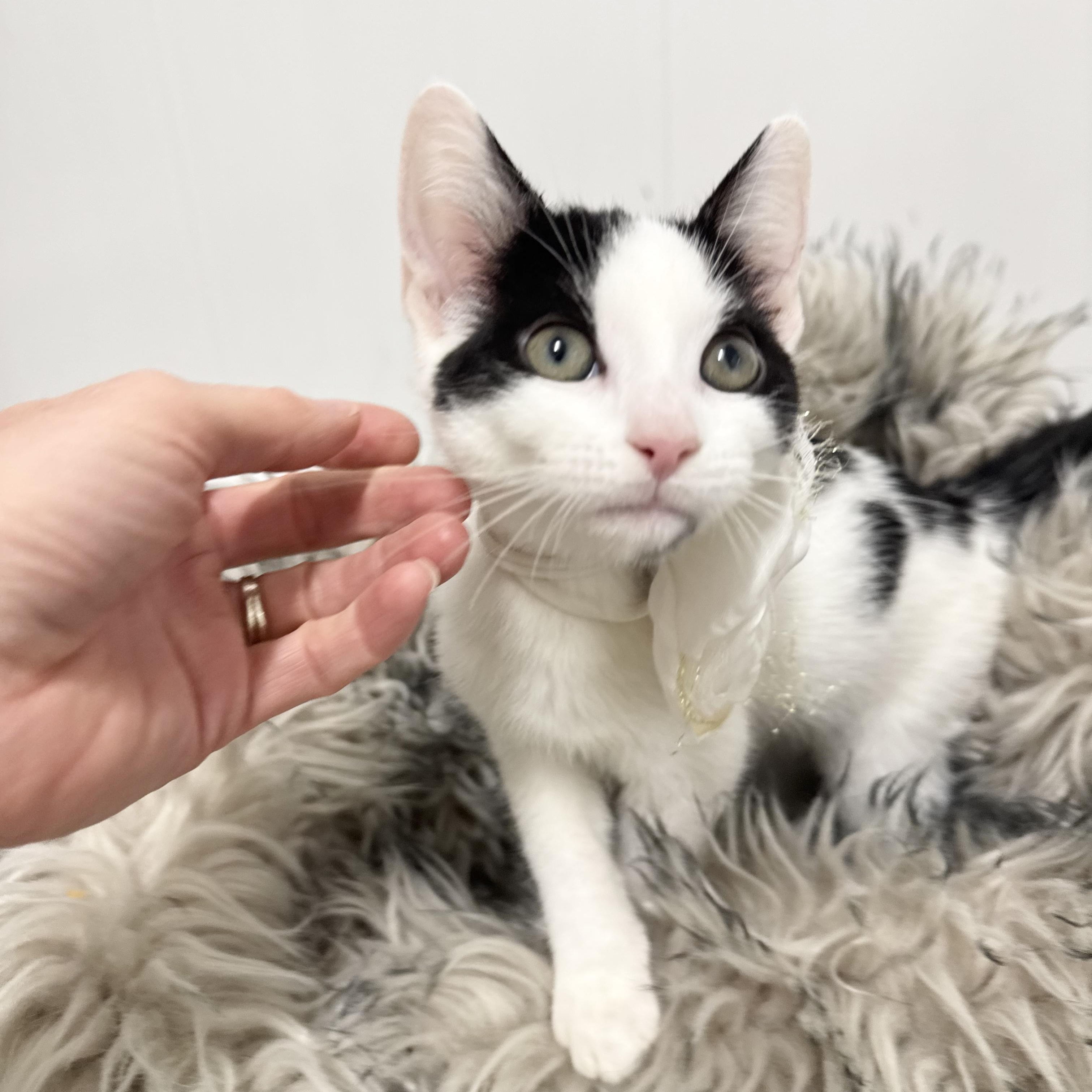 Enlarge Sweet Janice, a ADOPTABLE Domestic Short Hair in West Hartford , CT image 3/6