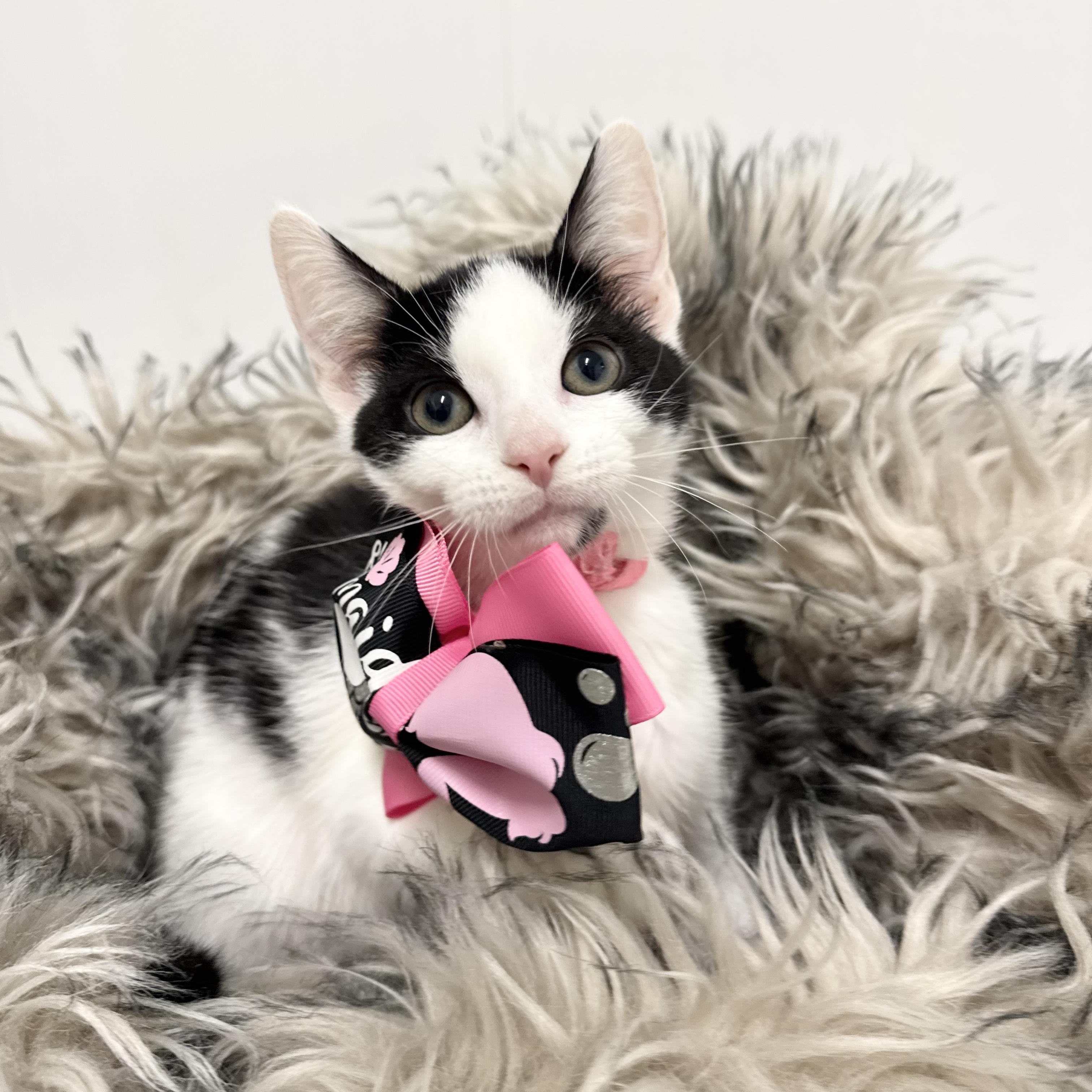 Sweet Janice, ADOPTABLE, Kitten Female Domestic Short Hair.