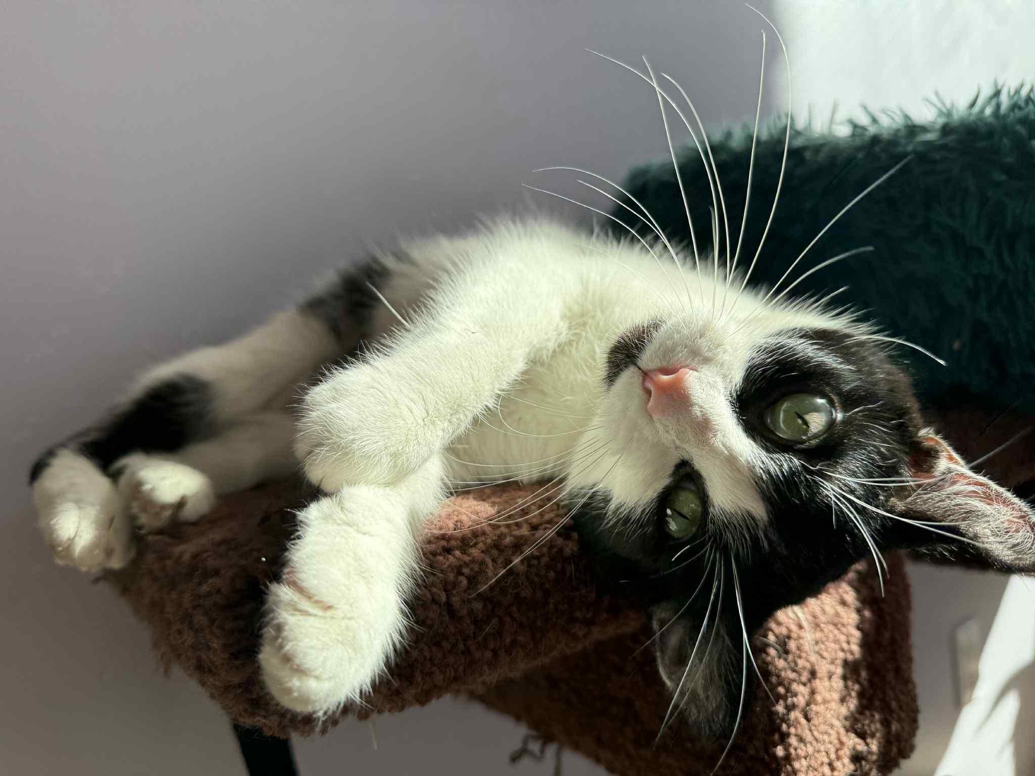 Enlarge Athena (cat Cafe), a Adoptable mixed breed in Lafayette, IN image 5/5